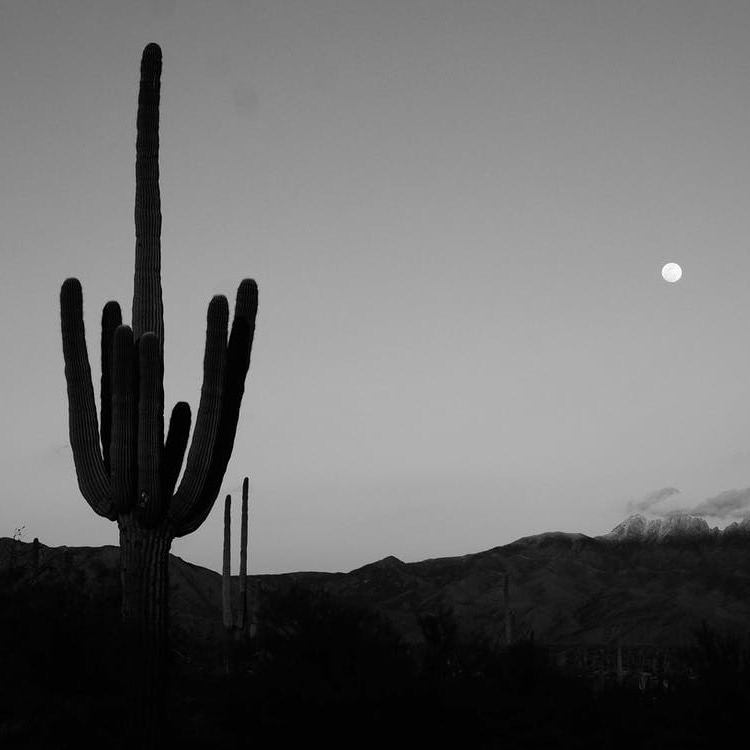 Greyscale desert sky with cacti and moon.